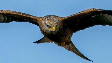 Red kite