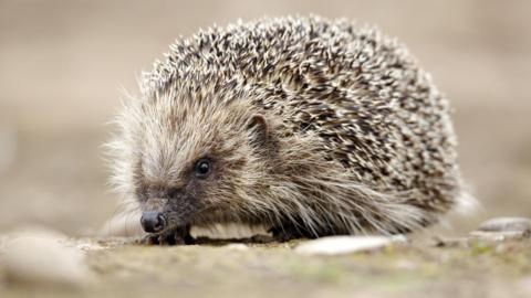 Hedgehog