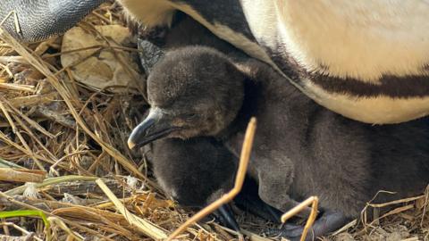 Two baby penguins nestle underneath a parent.