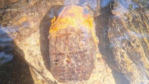A Mills bomb hand grenade under water. It is rusted and bright yellow at the top of it. 