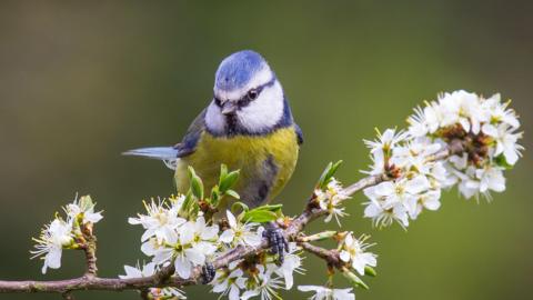 A blue tit perched on a branch of flowers.