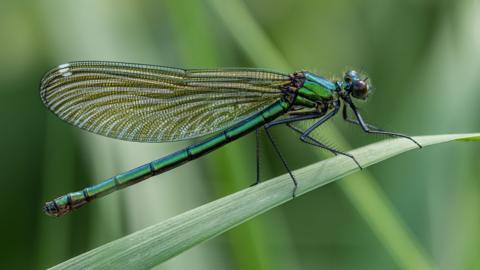a dragonfly perching on a blade of grass.
