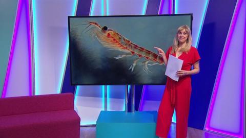 Jenny on the Newsround set