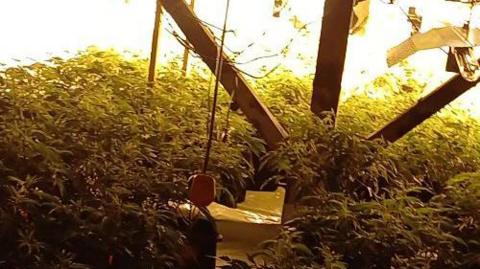 A large number of cannabis plants growing beneath the glow of bright lights.