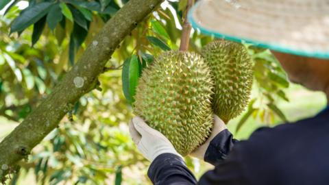 Durian fruit is shown being picked from the branch of a tree 