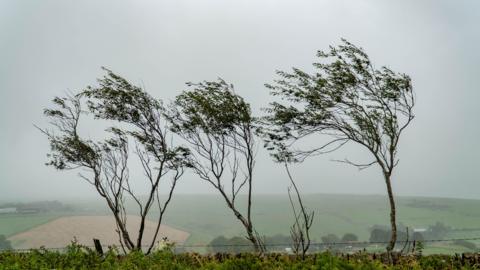 Young trees blow sideways in strong winds