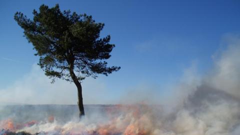 A blackened tree standing on its own against a blue sky. White smoke covers the floor with flickers of orange flame visible. 