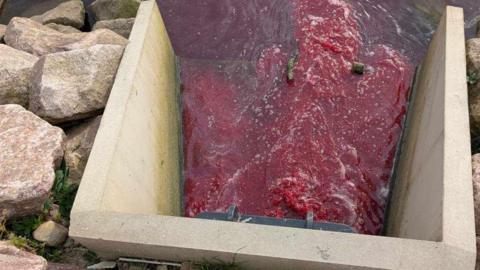 Red coloured water and fish coming out of a pipe into the River Lochy