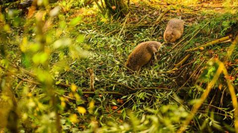 Beavers released