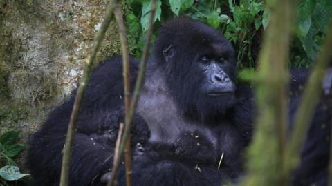 adult gorilla cradling two twin baby gorillas
