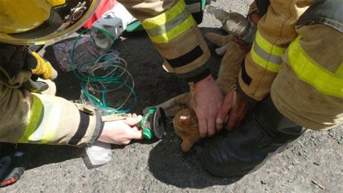 A small ginger cat is held on the ground and is being given oxygen by two uniformed firefighters