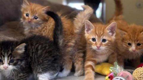 Four kittens, three ginger and one tabby, are looking out of frame after being rescued