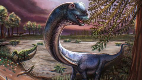 Artist reconstruction of the Nagatitan, a dark blue long-necked dinosaur eating leaves from a tree.