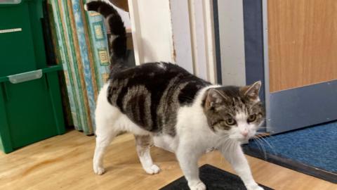 A cat with black, white and grey fur walks along a wooden floor in a school as it head into a classroom.