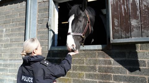 Black and white horse sticking its head out of a barn door while a police officer feeds it