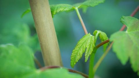 A sapling growing