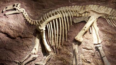 A complete fossil skeleton in the Dinosaur Isle visitor tourist attraction exhibition of an Iguanadon, a plant eating dinosaur with pointed thumbs.