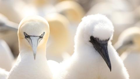 An adult and infant gannet on the Bass Rock in East Lothian.