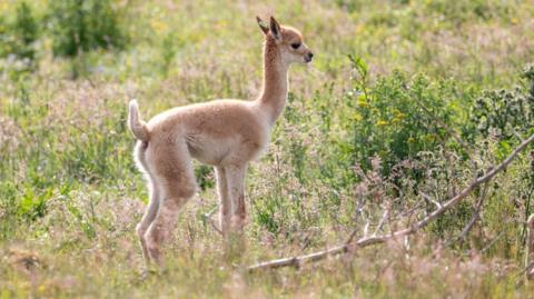 Baby vicuna or cria standing in the middle of a field full of grass and wild plants, with two adult vicuna either side of them and the screen. 