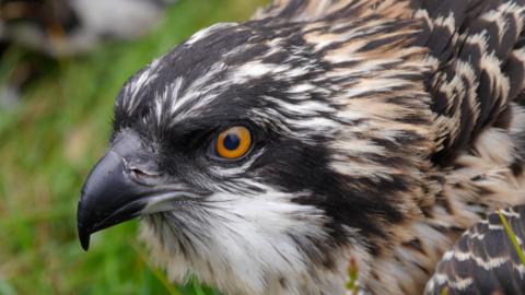 Close up of a baby osprey from its side. Its bright orange eye is looking at the camera. Its feathers are a range of dark brown and light brown. The image is focused on the bird so the green grass in the background is blurry. 