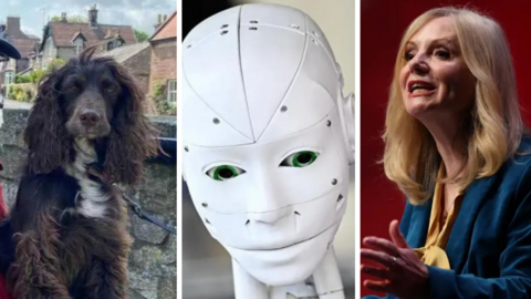 Three composite images: a brown spaniel dog, a robot face in white plastic and Tracy Brabin - a woman with long blonde hair wearing a blue jacket