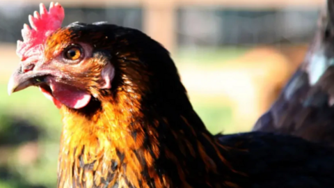 Brown and Amber coloured chicken
