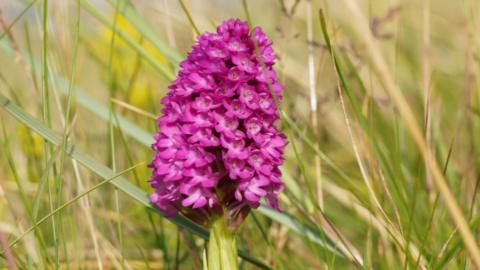 A bright pink pyramidal orchid is standing in the middle of a field of long grass. The flowerhead has over twenty flowers in a cone shape at the top of a thick stalk.