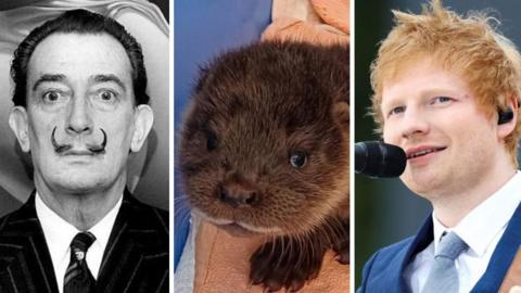 Three images edited together. On the left is a blak and white picture of Salvador Dali, in the centre is ab otter pup's face and on the right is Ed Sheeran singing into a microphone