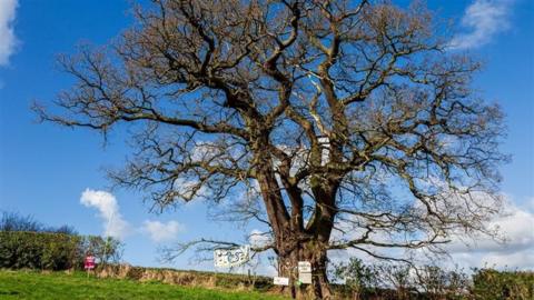 A tree with lots of branches in a field