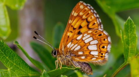 A small and orange and brown, Duke of Burgundy butterfly, on a green leaf, with its wings folded up.