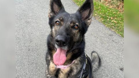 German shepherd dog looking up at the camera with its ears pointed upwards and its tongue hanging out. It has brwon and black markings and is sitting on a path with grass in the background.