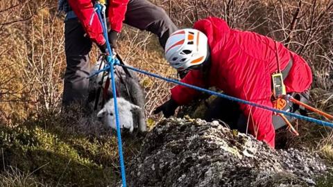 A sheep in a harness with blue ropes attached being lifted by a mountain rescuer in a red jacket and black trousers. Another mountain rescuer is crouching down by the sheep.