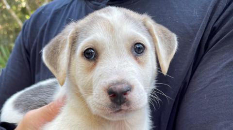 Dennis is a puppy with a light-coloured coat and darker patches. He is looking at the camera with big brown eyes. A man is holding the dog in his arms