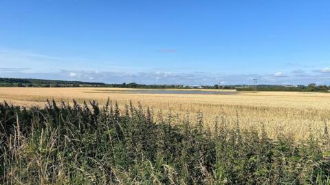 A wheat field with a blue sky above it