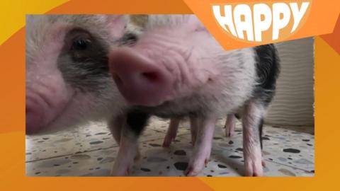 piglets