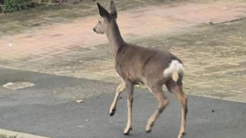 A deer walking on a housing estate pavement next to a brickwork driveway.