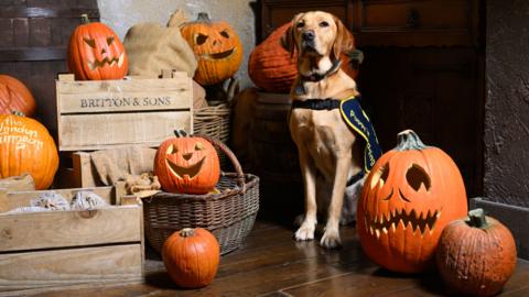 Guide dog with pumpkin