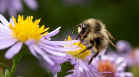 A bee, with its yellow and black body, on top of a flower with purple petals and yellow pollen.