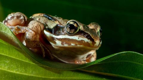 Tree frog on a leaf