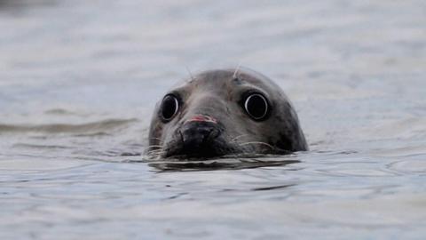 A grey seal with its head slightly above the water with its eyes, nose and whiskers visible