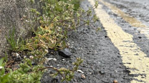 Weeds growing beside a road with double yellow lines 