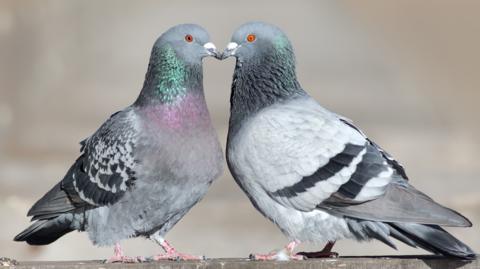 Two pigeons sit on a wall, beak to beak