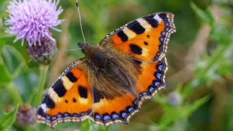 A butterfly with orange, white and black wings resting on a plant stem