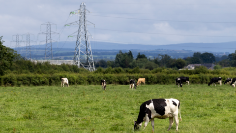 A row of power lines which stand over green grass and a field of cows. There are rolling hills in the distance. 