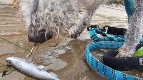 A fish hook with a fake fish attached to the nose of a white dog. 