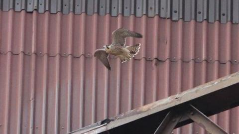 A Peregrine Falcon at the site