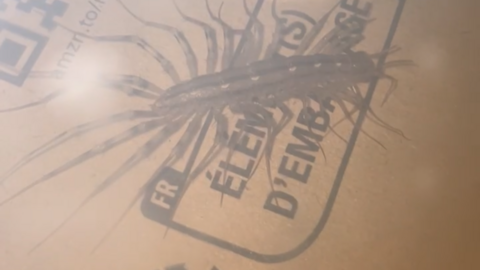 A close up picture of the centipede on a cardboard box. It is a yellow/grey colour and has 15 pairs of legs which appear to have black stripes on them 