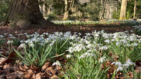 A carpet of snowdrops in the woodland at Wallington. The sun is shining on the flowers which are surrounded by tall trees.