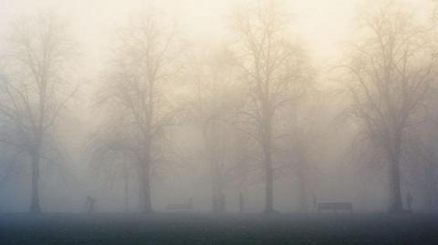 Fog partially blocks the view of some trees and benches.