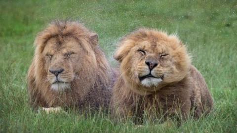 Two male lions sit on grass in the rain with their eyes shut, one is shaking its head.